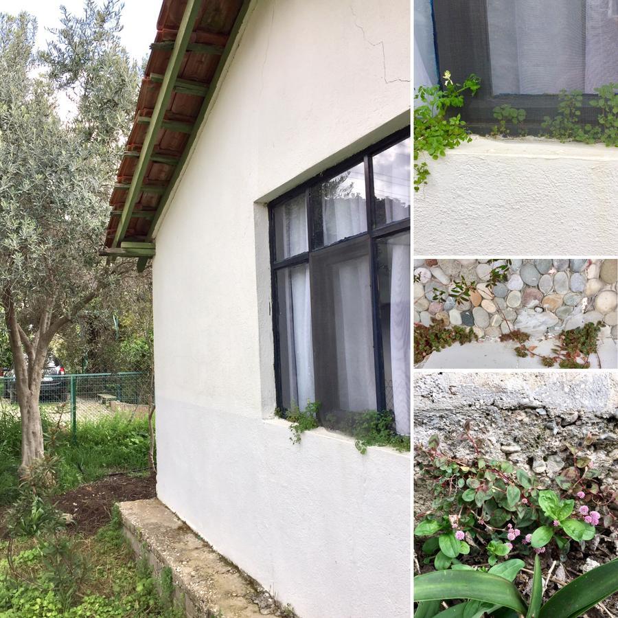Cirali Friends Pension&Camping Dış mekan fotoğraf